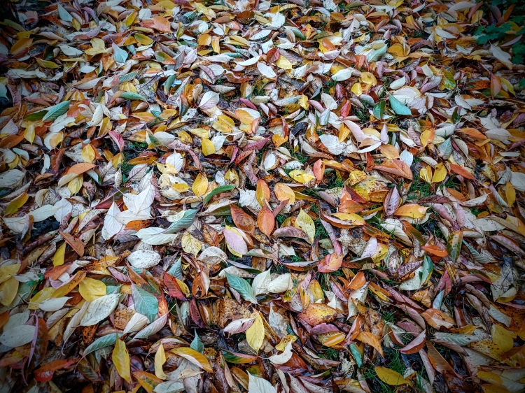Colourful Autumn carpet